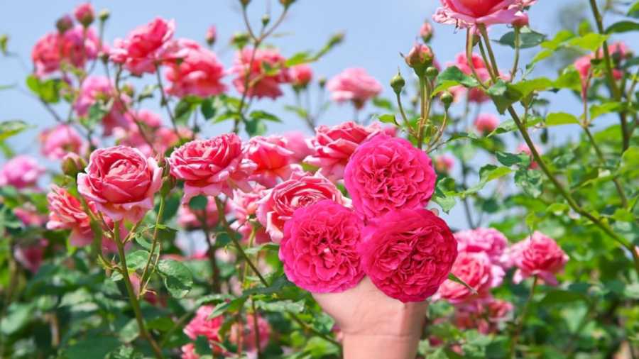 Những loại hoa trồng trong nhà giúp giảm căng thẳng, mệt mỏi