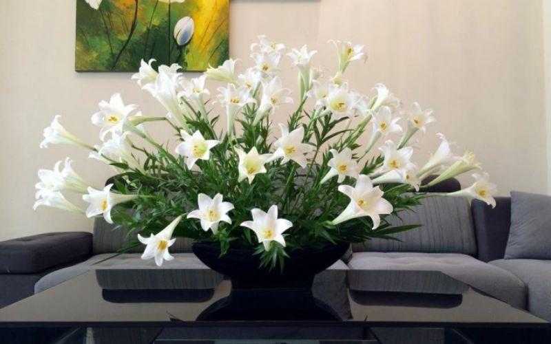 Cách cắm hoa loa kèn mùa hè: Vẻ đẹp tinh khôi cho không gian sống hiện đại