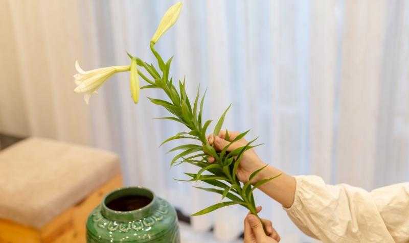 Cách cắm hoa loa kèn mùa hè: Vẻ đẹp tinh khôi cho không gian sống hiện đại